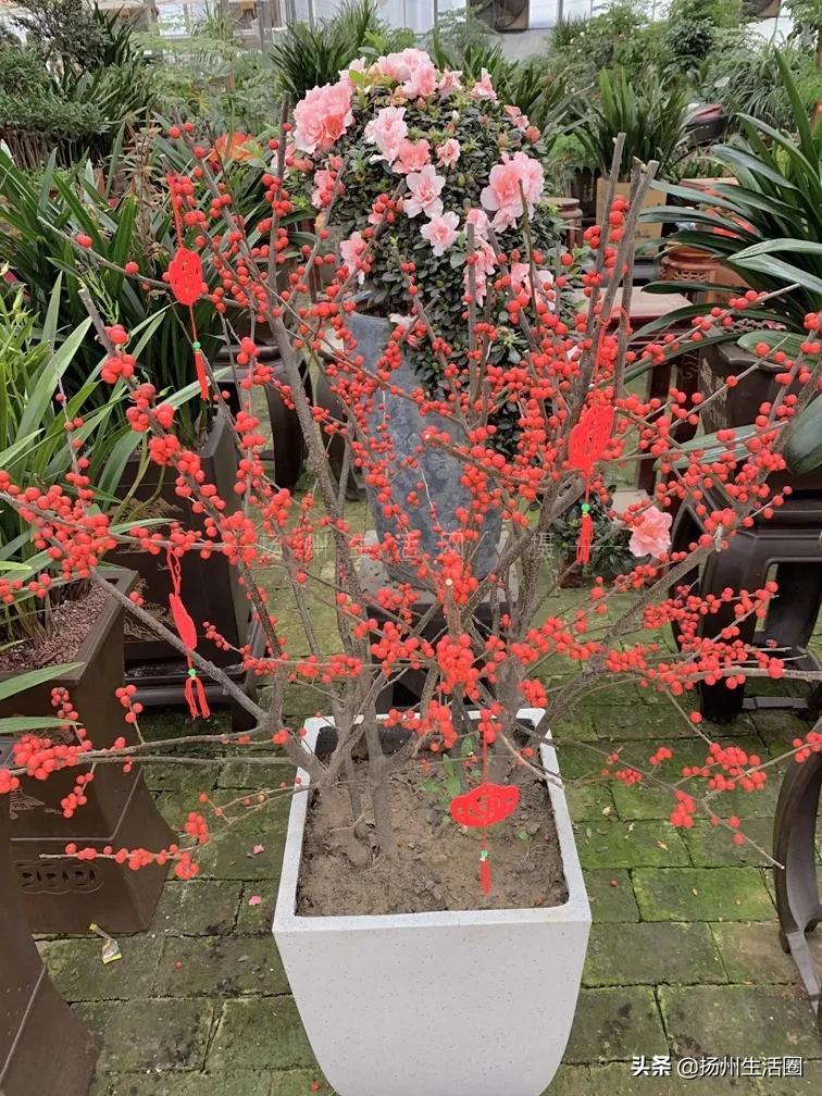 扬州花卉市场大全,扬州西区花卉市场