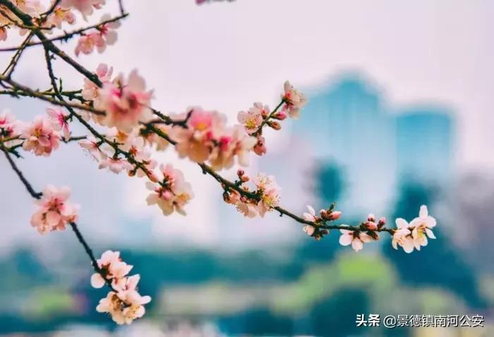 关于春天花的诗词,春天花的诗词