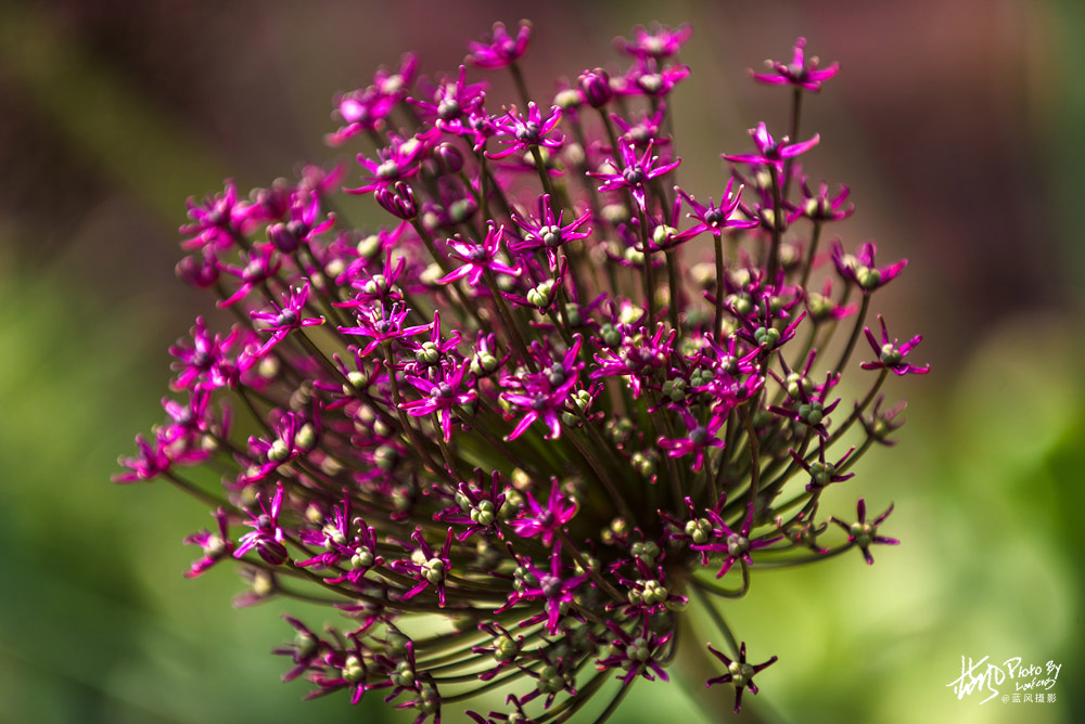 上海国际花展一览表,上海国际花展一览