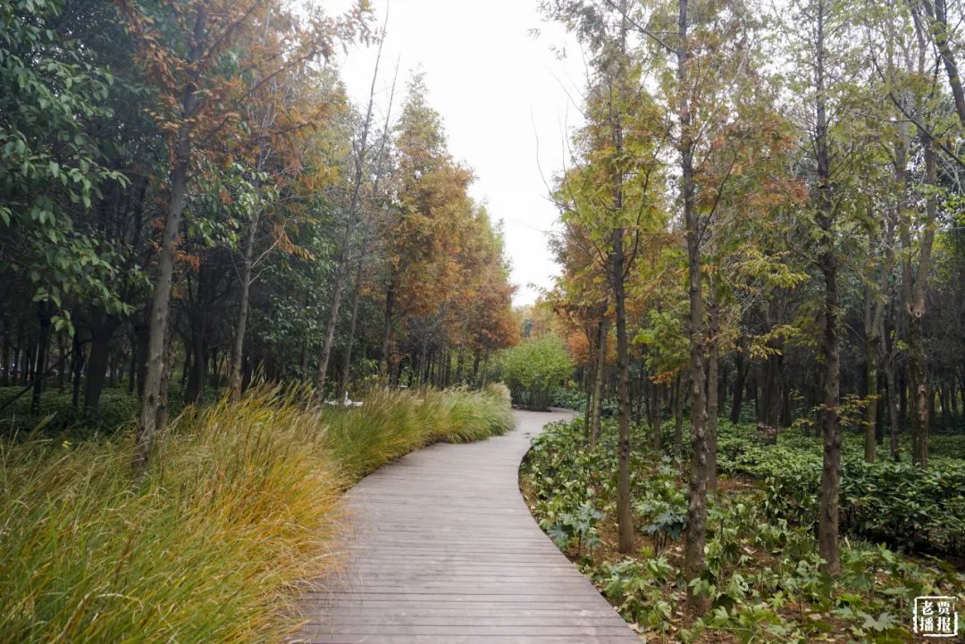 洛阳一大型网红公园免费开放,洛阳湿地公园网红打卡地