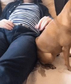 狗特别依赖主人的表现有哪些,狗对某物具有攻击性该怎么办