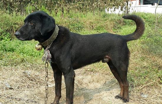 中国本土犬种有哪些可以当警犬,我国嗅觉特别强本土犬种排名