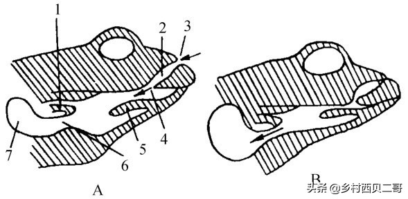 农业部对人工养殖牛蛙的最新规定,养殖牛蛙跟公司合作模式