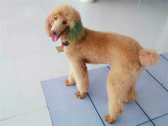 泰迪跟巨贵中间有什么关系呢,泰迪的正确喂养方法如下