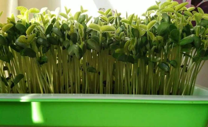 什么豆子都可以发豆芽菜,黄豆发豆芽菜的简单方法