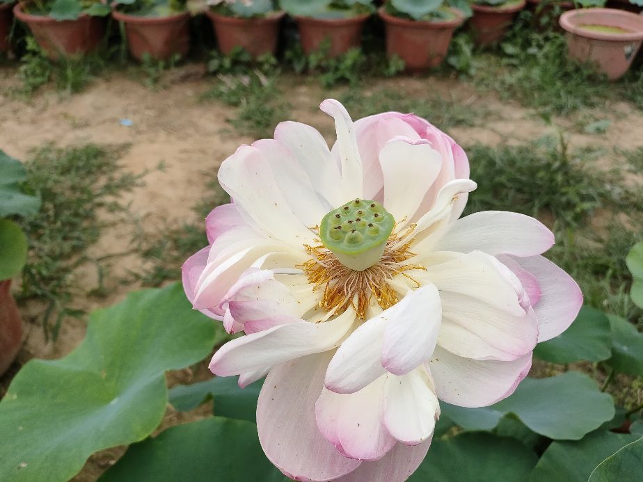 因过竹院逢僧话偷得浮生半日闲,偷得浮生半日闲下一句什么意思