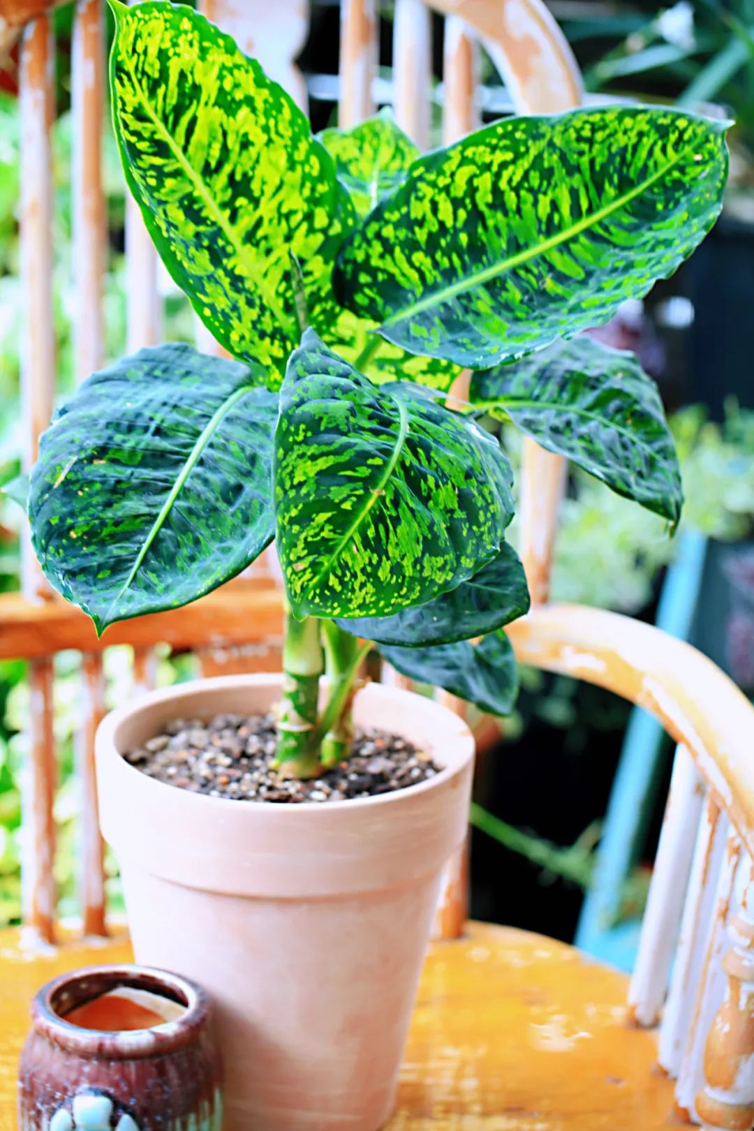 适合养在家里不用晒太阳的花,室内养什么花好养不怕太阳晒