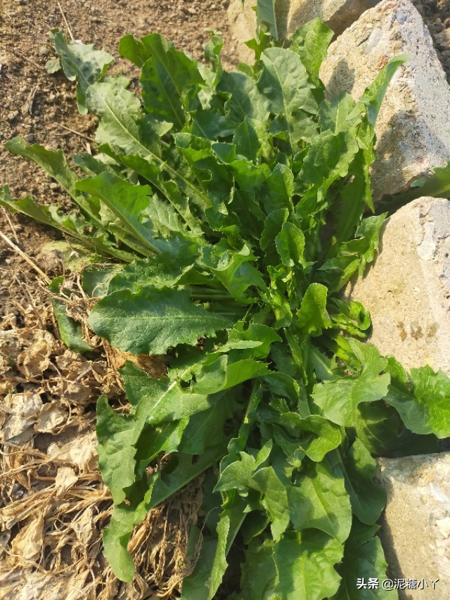 野生蒲公英什么时候采最好,蒲公英种子几月份种最合适