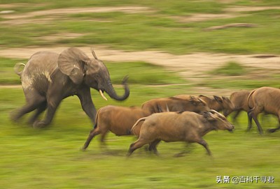 在非洲的热带雨林里，还生活着第三种大象——非洲森林象