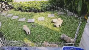 小短腿柯基居然有三个不同品种,小短腿柯基有多可爱