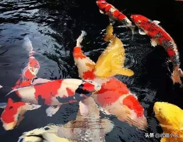 养锦鲤十大忌讳鱼池,养锦鲤最忌讳8件事