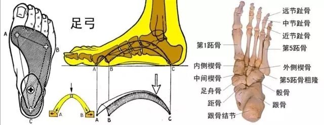 脚部足弓有啥穴位,脚底足弓是什么