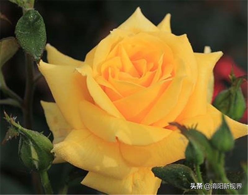 月季创新造型是什么,热门月季品种推荐图片欣赏