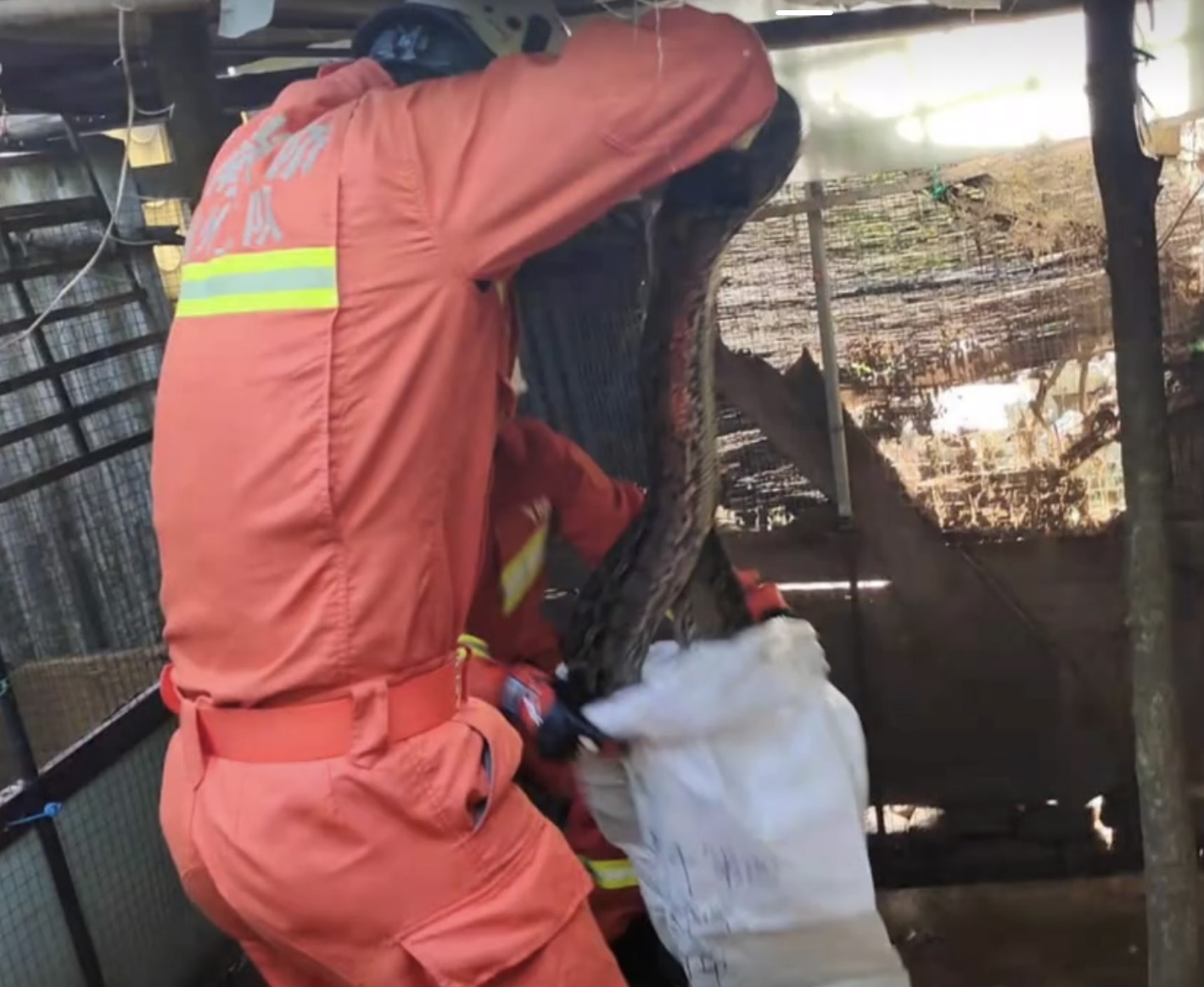 蟒蛇准备偷鸡吃被发现,巨大蟒蛇偷鸡被抓