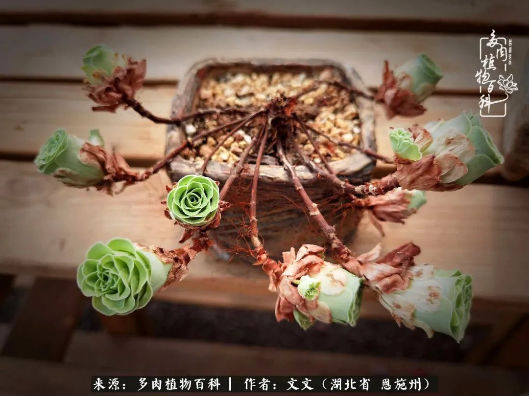 夏季多肉花园图片,初夏多肉花园