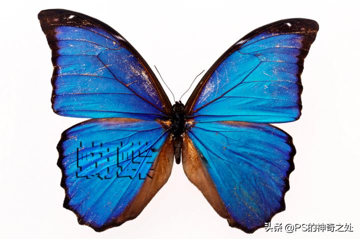 ps鎬庝箞閫変腑钂欑増,ps钂欒鐗堟湁鍝簺