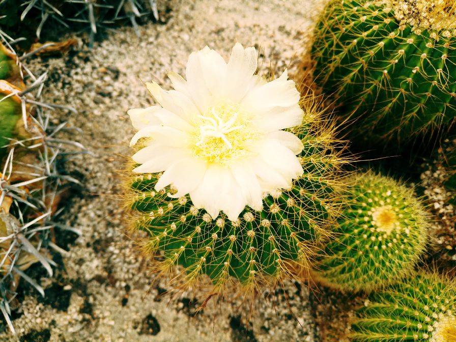 我的旅行日记夏日里的厦门,我的旅行日记厦门园林植物园