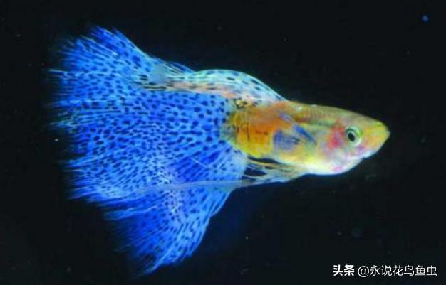 十大适合懒人养的中大型热带鱼,新手比较容易养哪些好看的热带鱼