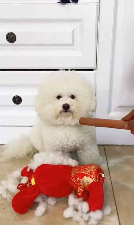 比熊犬为什么不建议养公的,比熊犬为什么不建议新手养