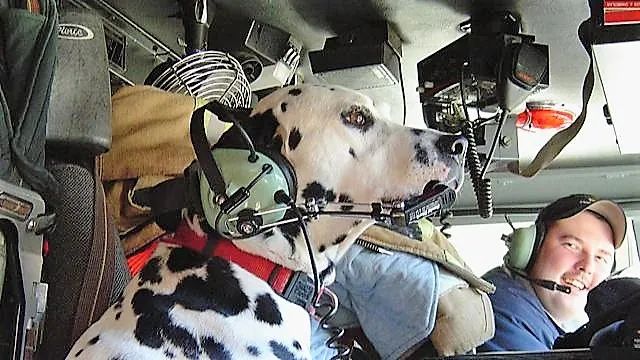 消防犬斑点狗技能,美国消防犬斑点狗