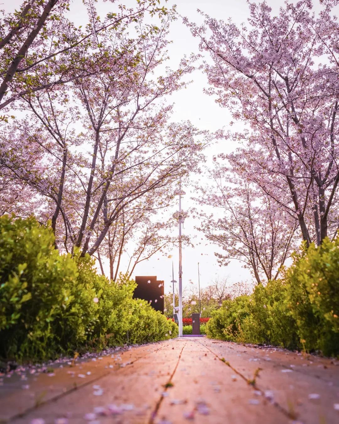 江苏昆山杜克大学图片,昆山杜克大学堪比985