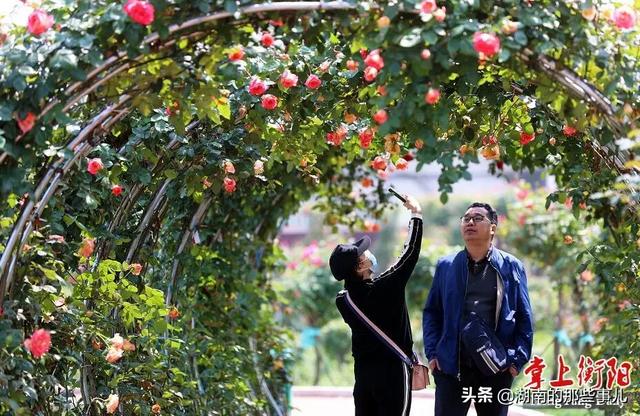 衡阳市天气预报30天查询百度,衡阳市天气预报app