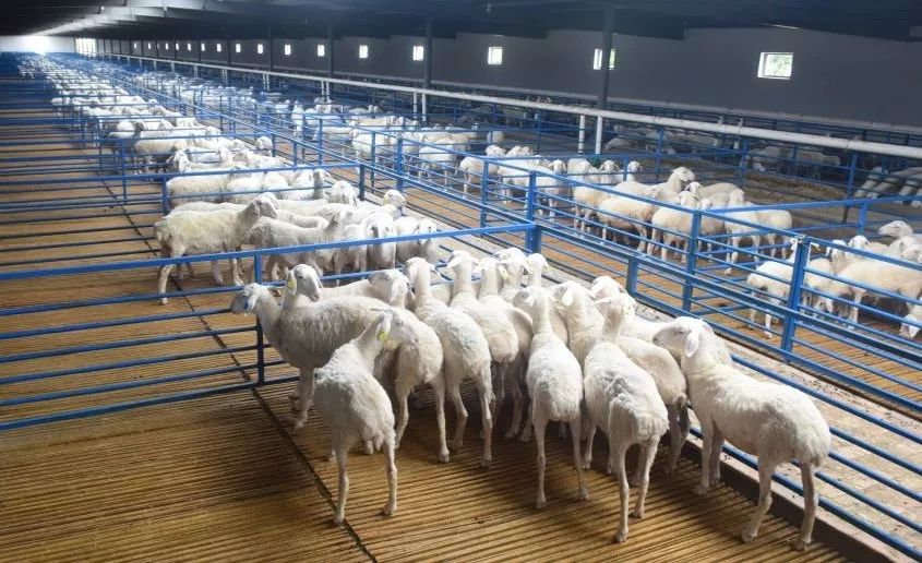 中天羊业的经营模式,中天羊业官网