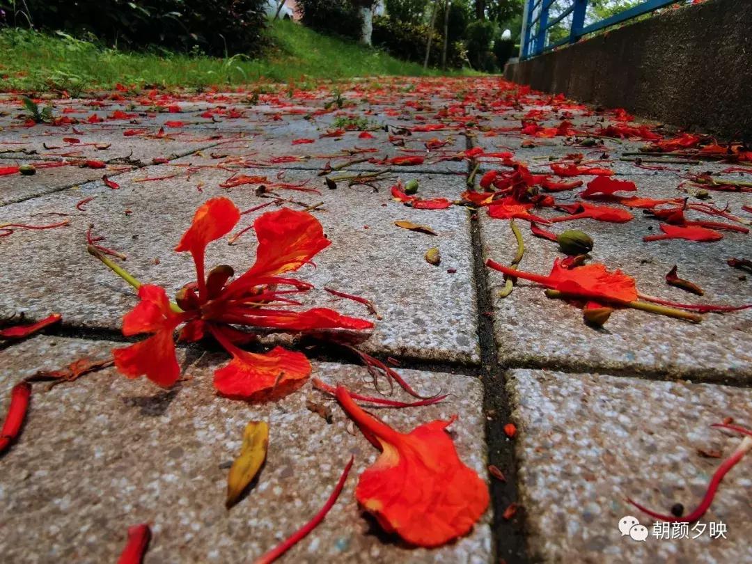 凤凰浴火时，盛夏晚晴天
