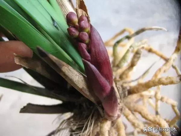 蜜蜂兰和兰花有什么不一样,极品兰花蜜蜂兰