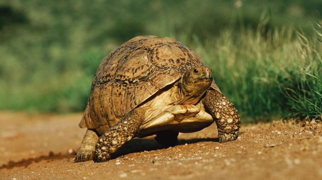 乌龟能活到多大,乌龟寿命最长的可以活300岁吗