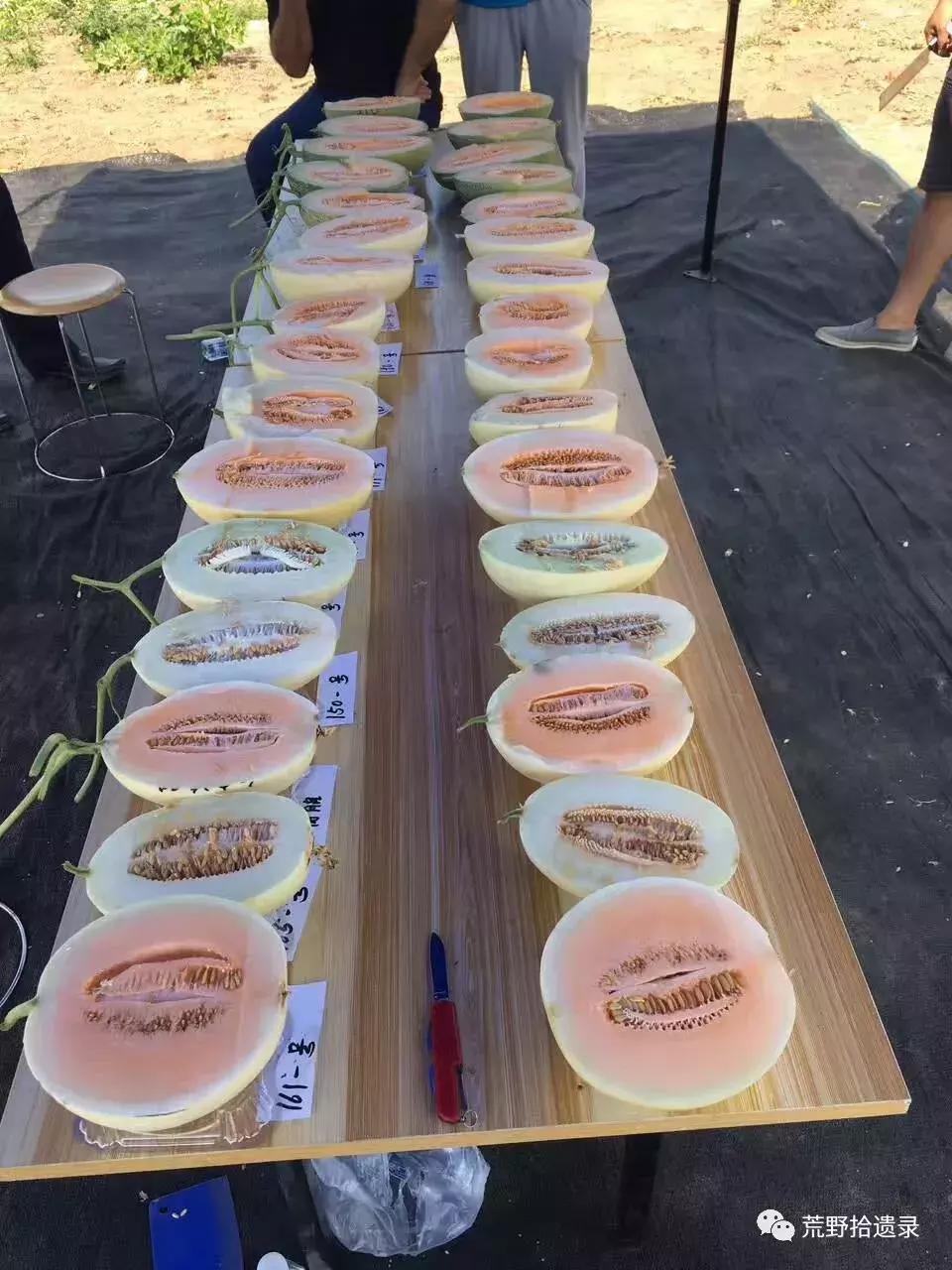 四川适合种植哈密瓜甜瓜品种,甜瓜种植技术新疆哈密瓜