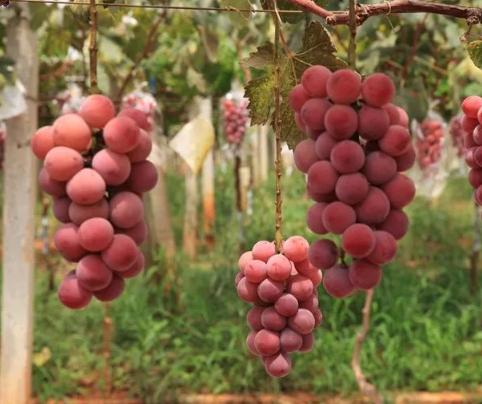 葡萄新品种妮娜皇后介绍,妮娜皇后葡萄收购价格