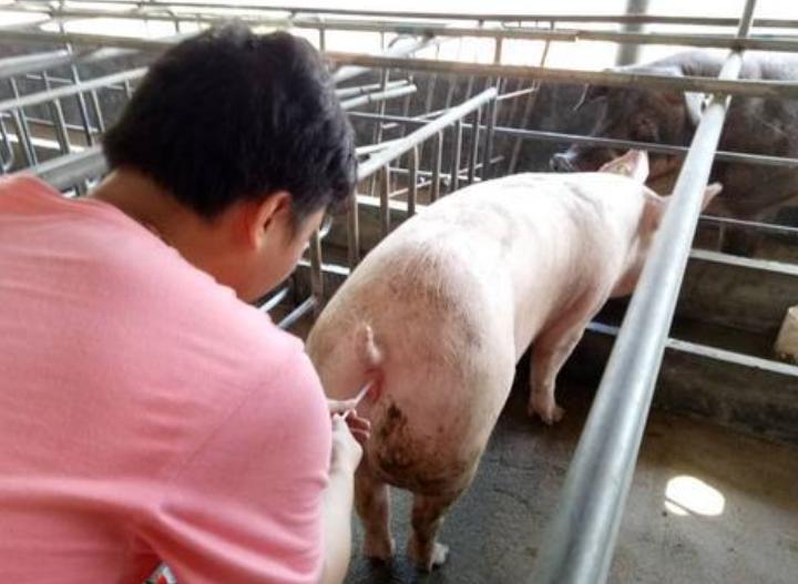 母猪假妊娠的原因及解决方法,母猪假孕的最佳治疗方法