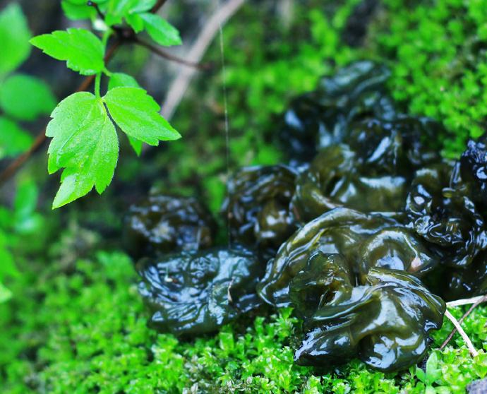 银耳和金丝耳,石耳和木耳营养区别