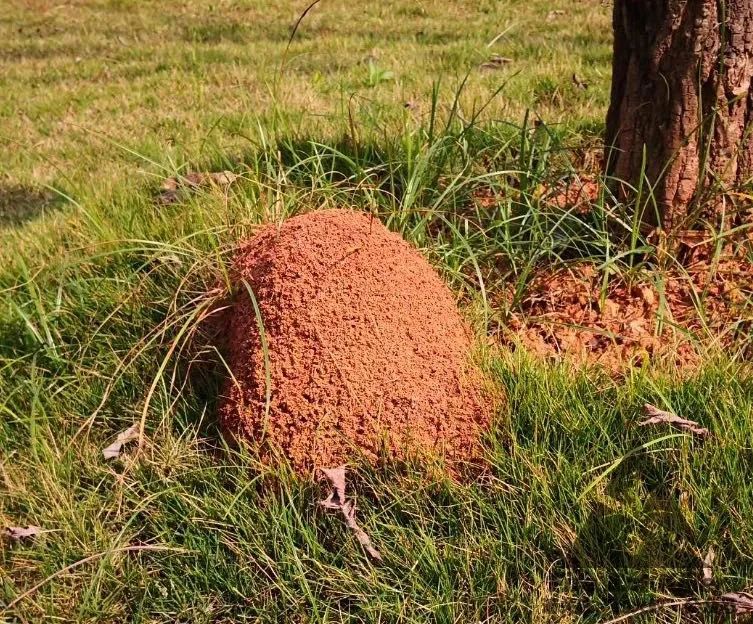 南沙｜@东涌街坊，专家建议，红火蚁得这样治