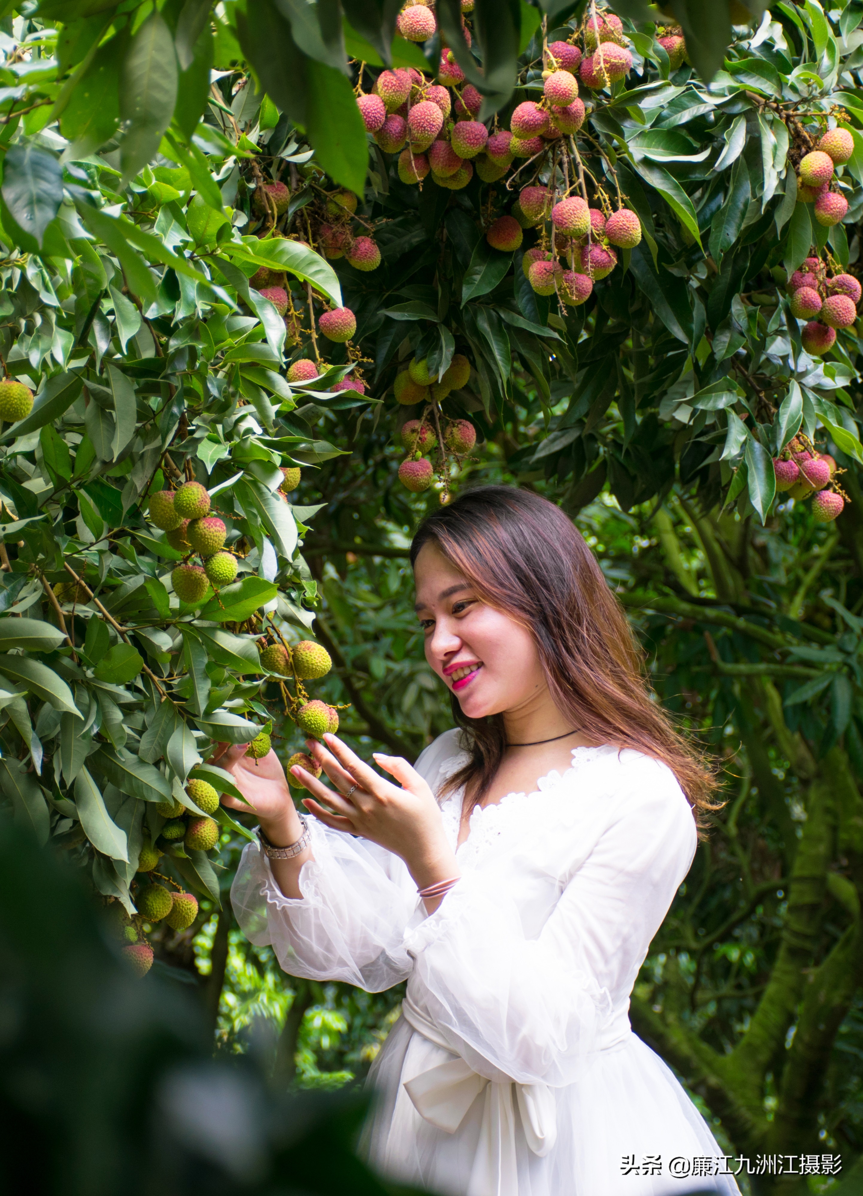 湛江市廉江荔枝节开幕式视频,廉江荔枝文化节