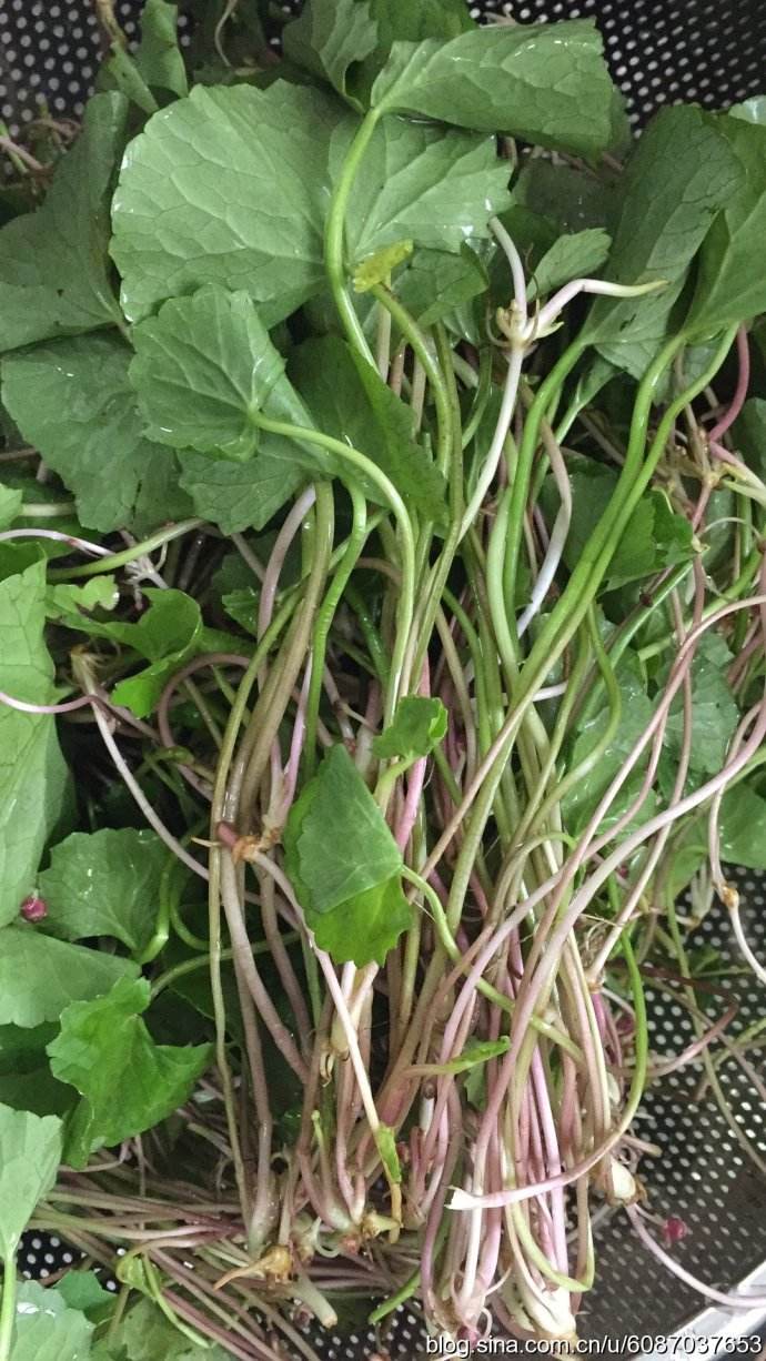 看看这些野菜你们家乡有吗？