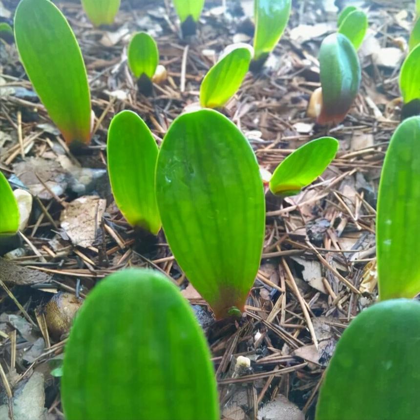 君子兰小苗冬天怎么养快速长新叶,刚买回来的君子兰小苗怎么处理