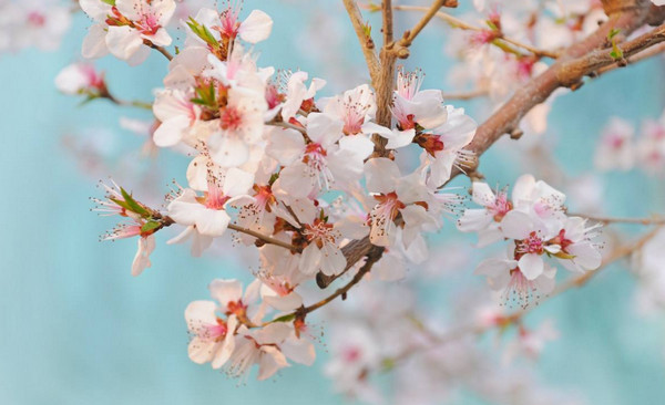 6月份最好吃的水果推荐,5月6月什么水果当季好吃