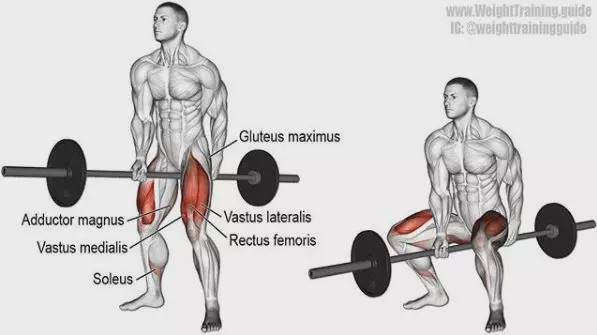 胸肩背臂腿腹训练动作,腰臀肌肉训练方法