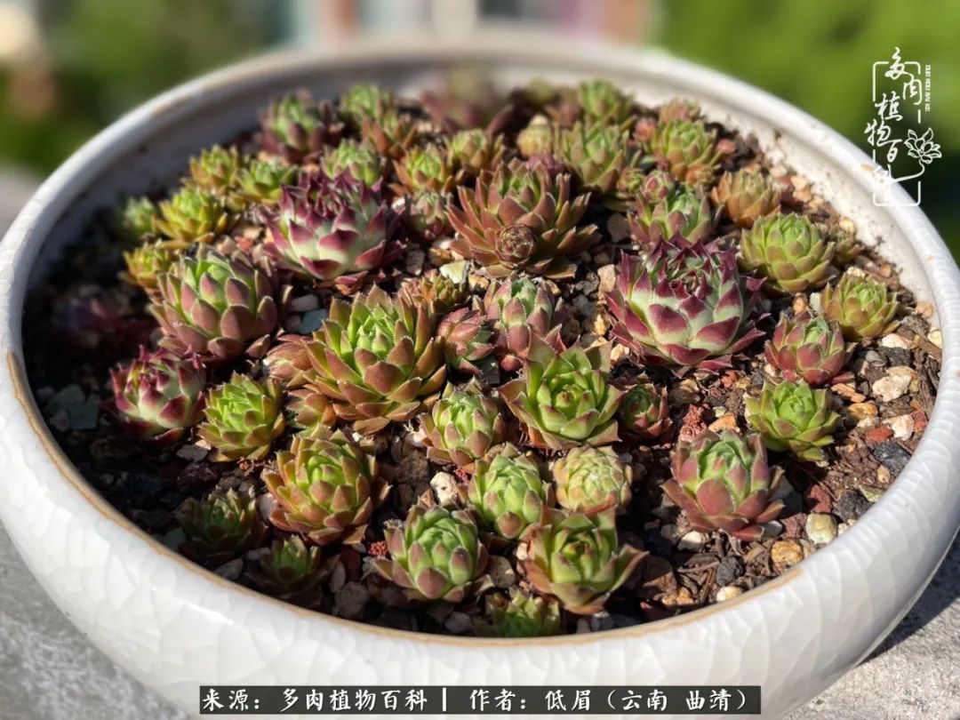 多肉植物百科如何投稿,感谢多肉植物百科的陪伴