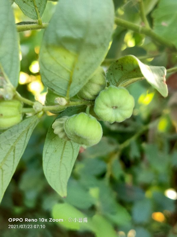 算盘子植物介绍,算盘子属于什么类型植物