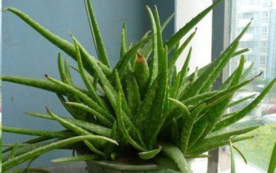 芦荟怎么养才能更旺盛颜色好看,库拉索芦荟冬季换盆后需要浇水吗