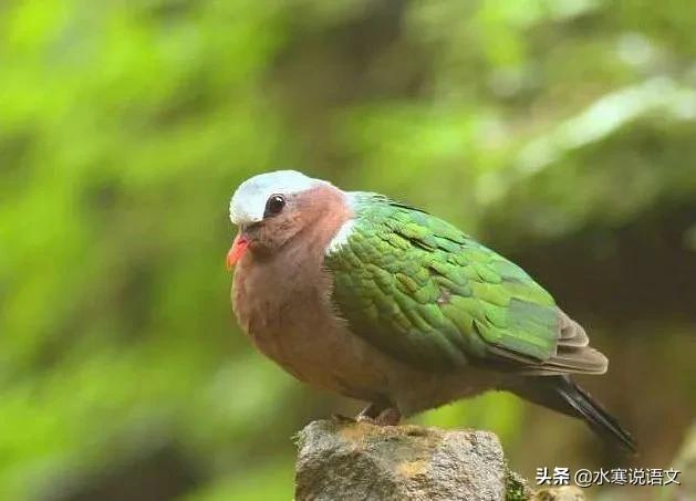 鸟字和乌字有什么区别,乌字与鸟字有什么区别