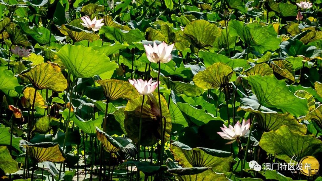 「澳门美景图辑」荷香飘飘