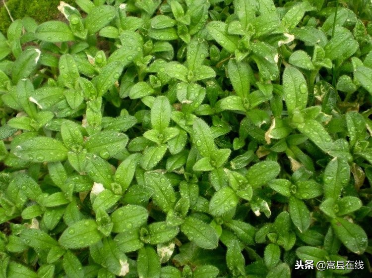 农村身边常见中草药不要错过这些宝贝！