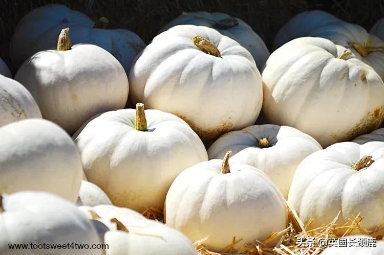 南瓜大作战攻略,南瓜大作战有几个地点