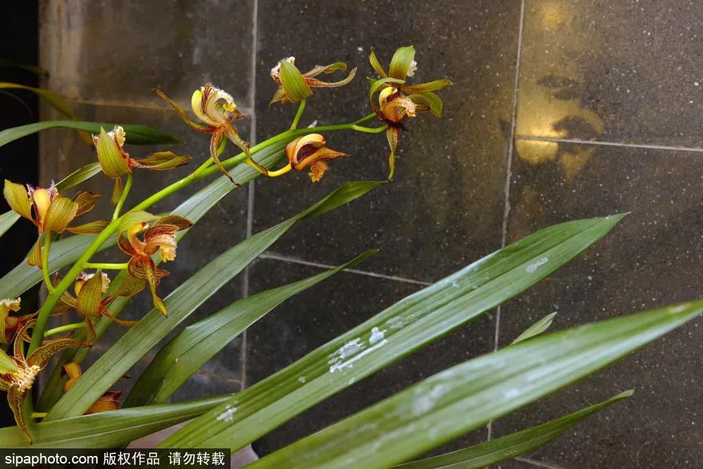 在这个距离*安门天**最近的公园，邂逅世界四大兰花展之一！过年看花就来这！