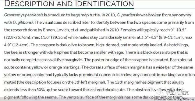 地图龟成体样子,地图龟种类及图解