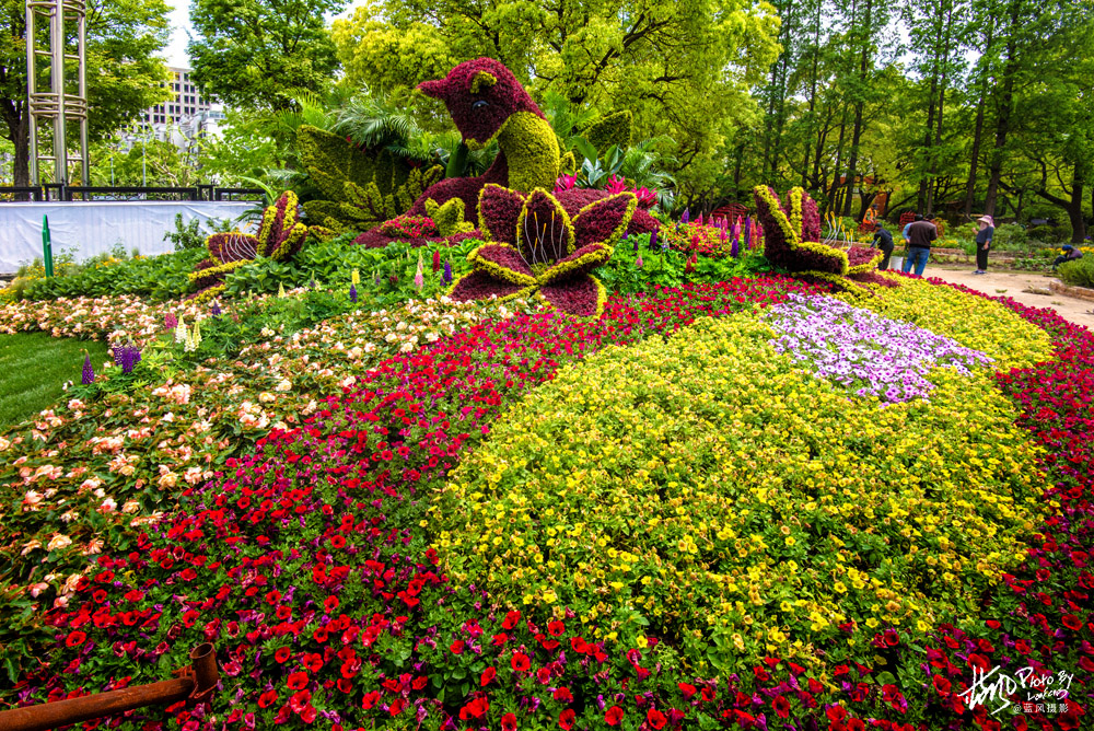 上海国际花展一览表,上海国际花展一览